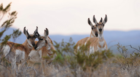 Trans-Pecos Pronghorn’s Perfect Storm