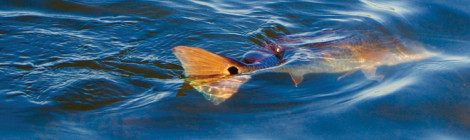 August’s Redfish Rodeo