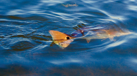 August’s Redfish Rodeo