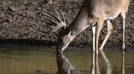 Little Things for Bigger Bucks