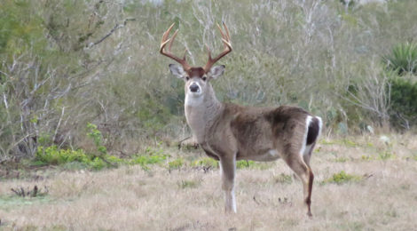 2016 Texas Statewide Hunting Forecast