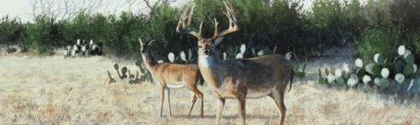Two deer in a Texas outdoor landscape with cacti and trees.