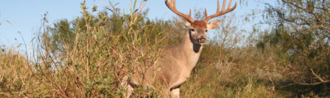 On the Hunt for Low-Cost Bucks