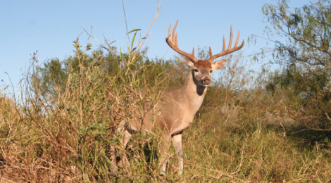 On the Hunt for Low-Cost Bucks