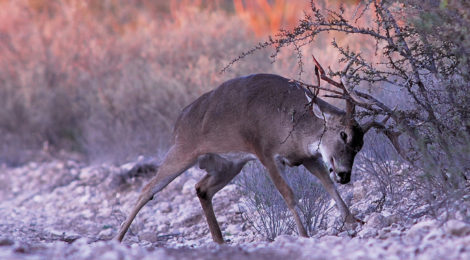 Ready to Deer Hunt?