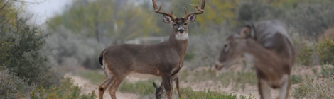 Interacting With Whitetails