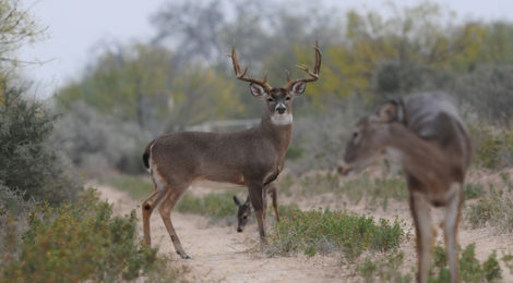Interacting With Whitetails