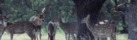 OBSESSED WITH FREE-RANGING AXIS DEER