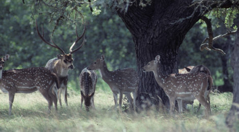 OBSESSED WITH FREE-RANGING AXIS DEER