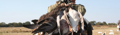 TEXAS-STYLE GOOSE HUNTING