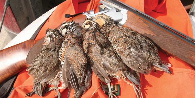 Quail Hunting — As Good As It Gets – Texas Outdoors Journal