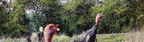 Wild turkeys roaming through a Texas field of bluebonnets.