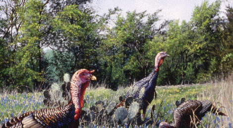 Wild turkeys roaming through a Texas field of bluebonnets.