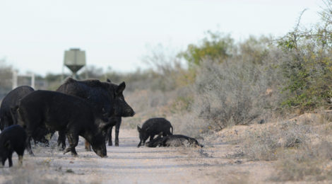 OUT OF CONTROL TEXAS SWINE