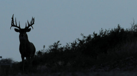 Whitetail Deer Management Objectives