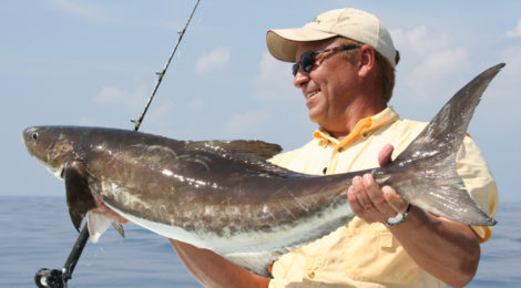 CURIOUS COBIA