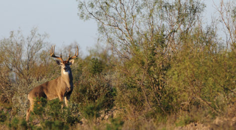 Aging Deer on the Hoof