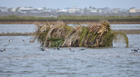 Texas Style Duck Hunts