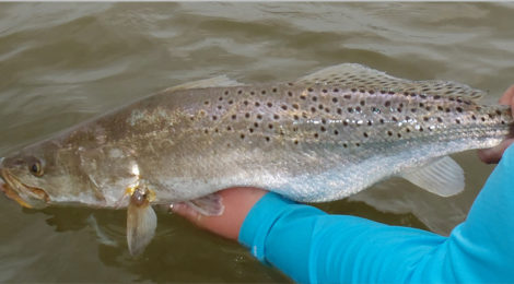 Formula for Trophy Winter Trout