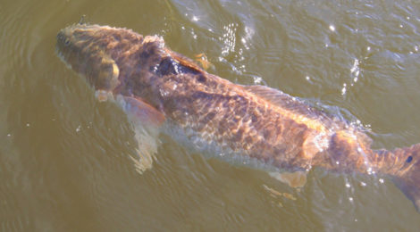 Low Down on Sabine Lake Reds