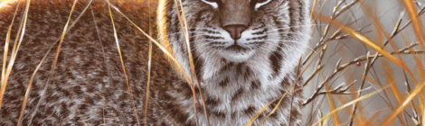 A bobcat crouches in dry grass on the cover of Texas Outdoors magazine.