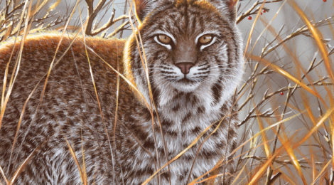 A bobcat crouches in dry grass on the cover of Texas Outdoors magazine.
