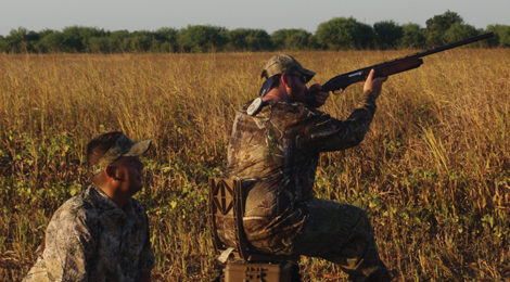 Reading A Dove Field