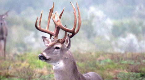 2018 Texas Statewide Hunting Forecast