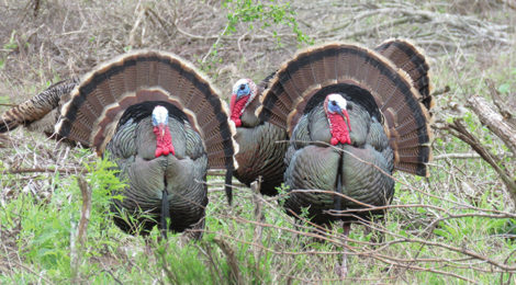 EARLY SEASON GOBBLER CHALLENGES