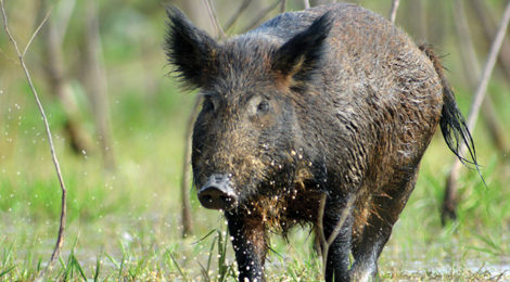 Who Is Leading The Hog Fight?
