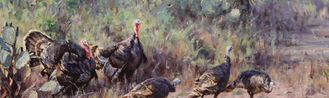 A group of wild turkeys walking through dry brush in a natural setting.