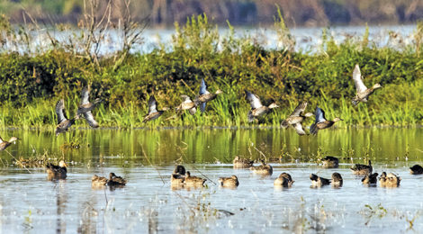 The Hunt For September Teal