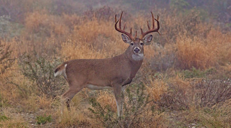 2019 Texas’ Statewide Hunting Forecast