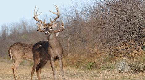 Dealing With Deer Diseases