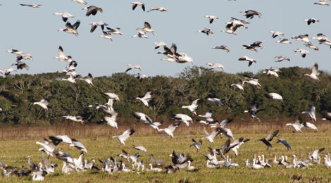 Shooting Late Season Ducks & Geese