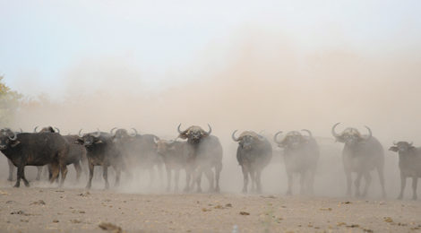 Memories of Buffalo in the Lowveld