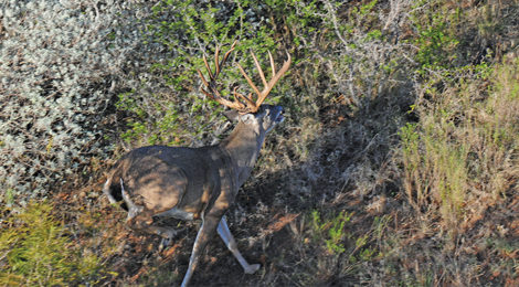 Bucks From Above-2019