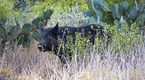 HARD-HITTING HANDGUNS FOR HOGS