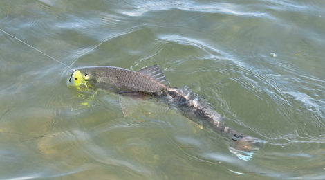 Topwater Crushing Reds