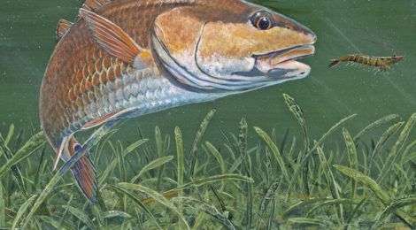 Cover of Texas Outdoors Journal featuring a largemouth bass in clear water.