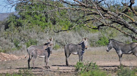 Texas' Hunting Safari