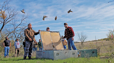 Banking on Bobwhites