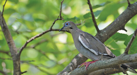 DOVE DUO — Mourning & Whitewing