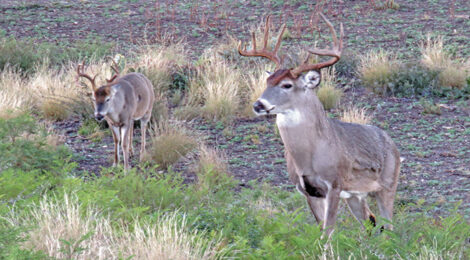 2020 Texas’ Statewide Hunting Forecast