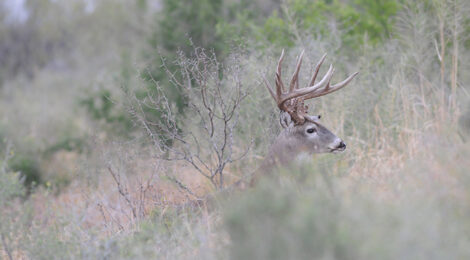 Early Deer Season Refresher