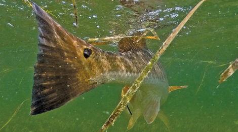 Channeling Good Winter Fishing