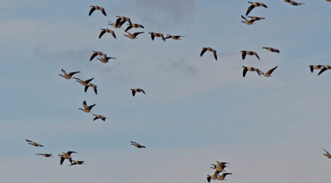 Ducks & Geese Across Texas