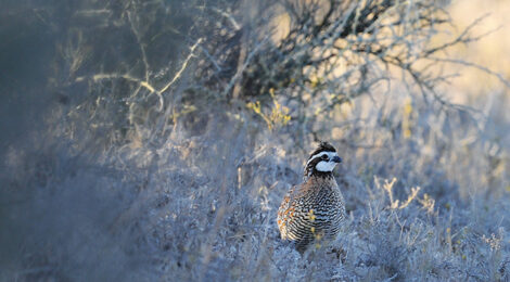 Of Quail & Hunting Memories