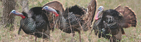 Gearing Up for the Spring Gobble