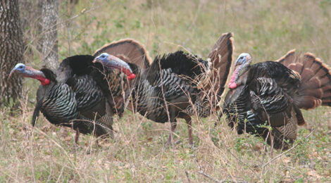 Gearing Up for the Spring Gobble